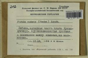 Pohlia nutans (Hedw.) Lindb., Гербарий мохообразных, Мхи - Карелия, Ленинградская и Мурманская области (B4) (Россия)