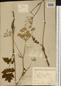 Heracleum sphondylium subsp. sibiricum (L.) Simonk., Восточная Европа, Северо-Западный район (E2) (Россия)