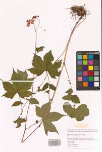 Таволга гладчайшая (Nakai) Nakai, Сибирь, Дальний Восток (S6) (Россия)