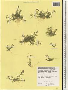 Sporobolus aculeatus (L.) P.M.Peterson, Зарубежная Азия (ASIA) (Турция)