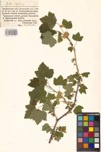 Смородина черная L., Восточная Европа, Восточный район (E10) (Россия)