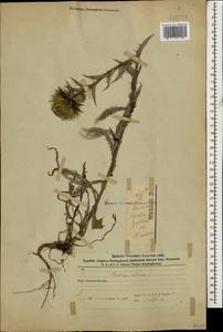 Колючник обыкновенный L., Кавказ, Азербайджан (K6) (Азербайджан)