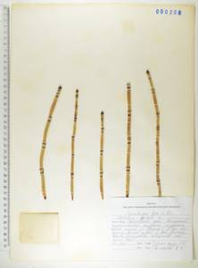 Хвощ зимующий L., Сибирь, Дальний Восток (S6) (Россия)