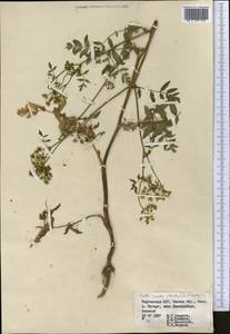 Берула прямая (Huds.) Coville, Средняя Азия и Казахстан, Западный Тянь-Шань и Каратау (M3) (Киргизия)