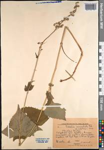 Parasenecio auriculata (DC.) J. R. Grant, Сибирь, Дальний Восток (S6) (Россия)