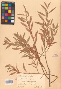 Ива джунгарская Andersson, Средняя Азия и Казахстан, Сырдарьинские пустыни и Кызылкумы (M7) (Казахстан)