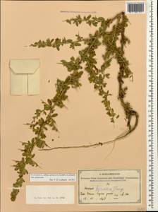 Стальник полевой L., Кавказ, Азербайджан (K6) (Азербайджан)
