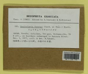 Vesicularia ferriei (Cardot & Thér.) Broth., Гербарий мохообразных, Мхи - Азия (вне границ бывшего СССР) (BAs) (Япония)