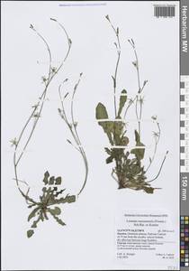 Launaea massauensis (Fresen.) Sch.Bip. ex Kuntze, Зарубежная Азия (ASIA) (Йемен)