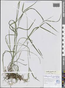 Полевица гигантская Roth, Восточная Европа, Волжско-Камский район (E7) (Россия)