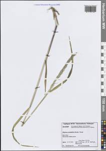 Пырейник изменчивый (Drobow) Tzvelev, Сибирь, Центральная Сибирь (S3) (Россия)