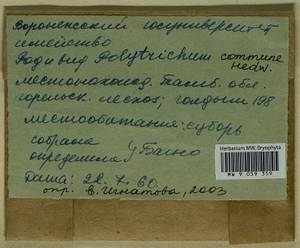 Polytrichum commune Hedw., Гербарий мохообразных, Мхи - Центральное Черноземье (B10) (Россия)