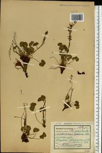 Кисличник двустолбиковый (L.) Hill, Восточная Европа, Северный район (E1) (Россия)