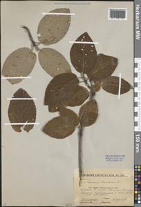 Калина гордовина L., Кавказ, Ставропольский край, Карачаево-Черкесия, Кабардино-Балкария (K1b) (Россия)