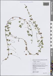 Линнея северная L., Сибирь, Прибайкалье и Забайкалье (S4) (Россия)