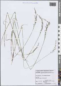Мятлик болотный L., Сибирь, Центральная Сибирь (S3) (Россия)