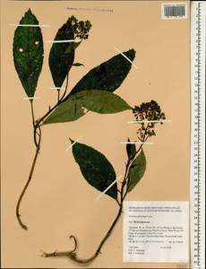 Hydrangea febrifuga (Lour.) Y. De Smet & C. Granados, Зарубежная Азия (ASIA) (Таиланд)