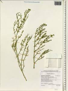 Fagonia arabica L., Зарубежная Азия (ASIA) (Израиль)