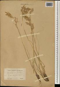 Cymbopogon schoenanthus (L.) Spreng., Зарубежная Азия (ASIA) (Иран)