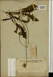 Кульбаба кавказская (M. Bieb.) Fisch., Кавказ, Азербайджан (K6) (Азербайджан)