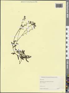 Незабудка, Кавказ, Дагестан (K2) (Россия)