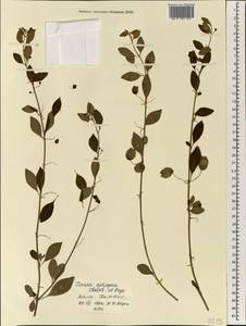 Tinnea aethiopica Kotschy ex Hook.f., Африка (AFR) (Мали)