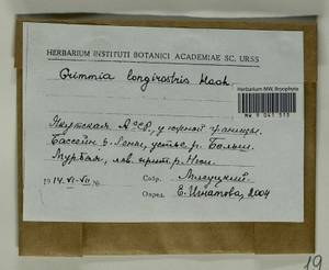 Grimmia longirostris Hook., Гербарий мохообразных, Мхи - Якутия (B19) (Россия)