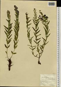 Шлемник байкальский Georgi, Сибирь, Прибайкалье и Забайкалье (S4) (Россия)