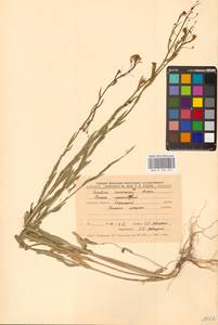 Рыжик мелкоплодный Andrz. ex DC., Восточная Европа, Центральный лесостепной район (E6) (Россия)