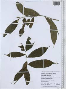 Streblus macrophyllus Bl., Зарубежная Азия (ASIA) (Вьетнам)