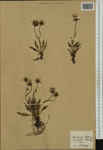 Hieracium humile subsp. lacerum (Reut. ex Fr.) Zahn, Западная Европа (EUR)