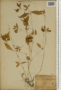 Dicliptera japonica (Thunb.) Makino, Зарубежная Азия (ASIA) (Япония)
