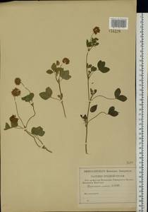 Клевер гибридный L., Восточная Европа, Средневолжский район (E8) (Россия)