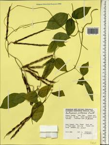 Centrosema pubescens Benth., Зарубежная Азия (ASIA) (Таиланд)