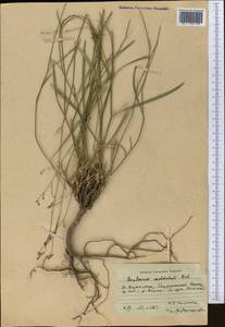 Володушка высокая M.Bieb., Средняя Азия и Казахстан, Западный Тянь-Шань и Каратау (M3) (Казахстан)