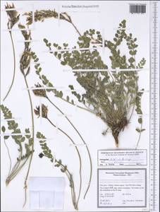 Astragalus askius Bunge, Зарубежная Азия (ASIA) (Иран)