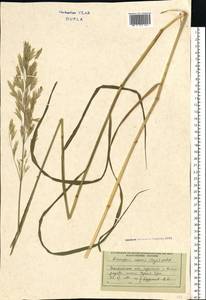 Костер безостый Leyss., Восточная Европа, Западно-Украинский район (E13) (Украина)