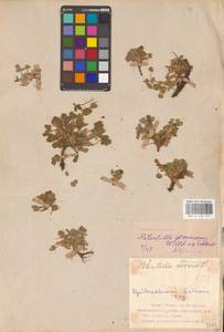 Potentilla cinerea subsp. incana (G. Gaertn., B. Mey. & Scherb.) Asch., Восточная Европа, Средневолжский район (E8) (Россия)
