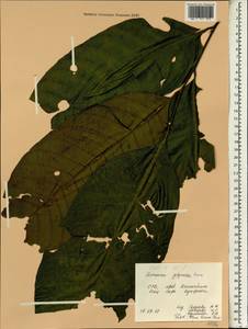 Aphanamixis polystachya (Wall.) R. Parker, Зарубежная Азия (ASIA) (Вьетнам)