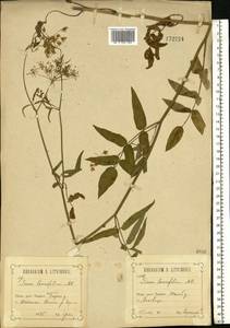 Поручейник сахарный L., Восточная Европа, Центральный лесостепной район (E6) (Россия)