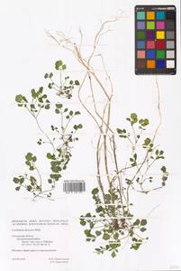 Сердечник извилистый With., Восточная Европа, Западный район (E3) (Россия)