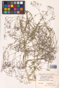 Качим метельчатый L., Восточная Европа, Нижневолжский район (E9) (Россия)