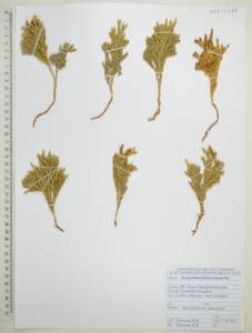 Dendrolycopodium juniperoideum (Sw.) A.Haines, Сибирь, Дальний Восток (S6) (Россия)