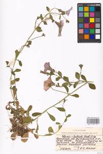 Petunia ×atkinsiana D. Don ex Loudon, Восточная Европа, Московская область и Москва (E4a) (Россия)