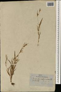 Hackelochloa granularis (L.) Kuntze, Зарубежная Азия (ASIA) (Непал)
