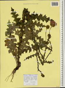 Чертополох прижатый C. A. Mey., Кавказ, Краснодарский край и Адыгея (K1a) (Россия)