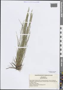 Мятлик болотный L., Восточная Европа, Средневолжский район (E8) (Россия)