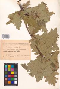 Дуб черешчатый, Дуб обыкновенный L., Восточная Европа, Нижневолжский район (E9) (Россия)