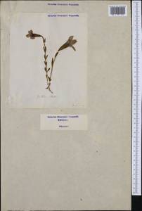 Gentianopsis ciliata subsp. ciliata, Западная Европа (EUR) (Италия)