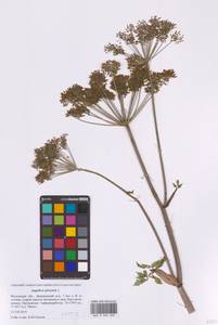 Дудник лесной L., Восточная Европа, Московская область и Москва (E4a) (Россия)